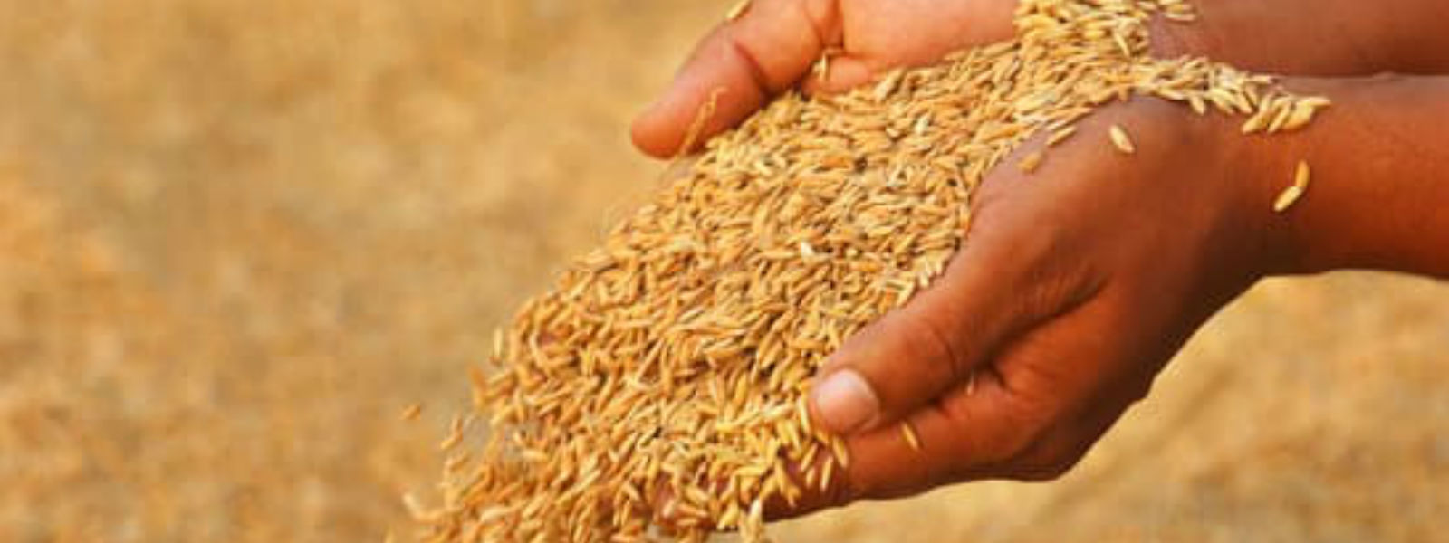 நெல் கொள்வனவை முன் இட்டு அரச களஞ்சியசாலைகள் திறப்பு